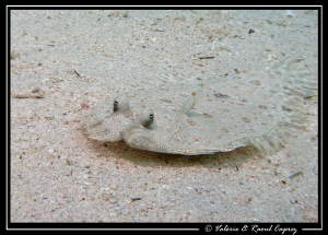Picture of a Bothus taken in Dahab with a Canon G9. by Raoul Caprez 